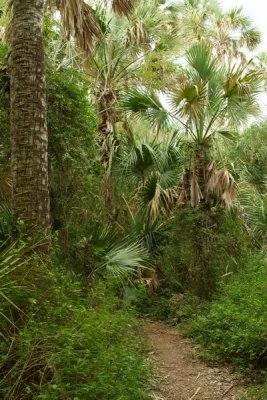 Trails Through Sabal Palm Forest