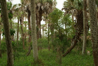 The Sabal Palm Forest