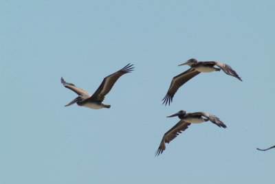 Brown Pelicans Above Gulf of Mexico