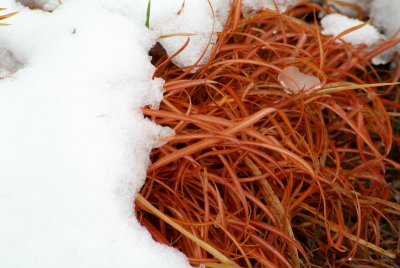 Snow Covered Grass