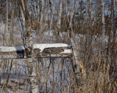 DSC_0447-12.jpg