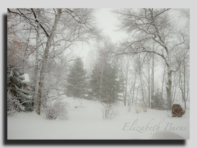 snow tree 1-1.jpeg