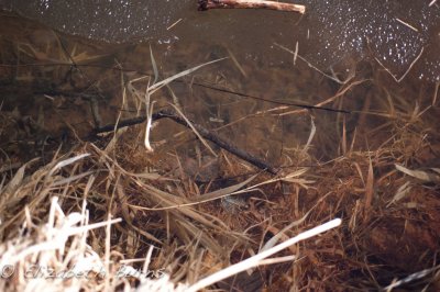 DSC_1110.jpg