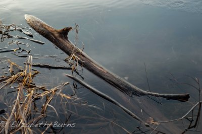 DSC_1156.jpg