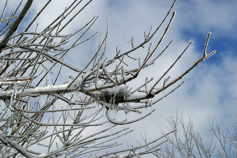 A Nest on Ice