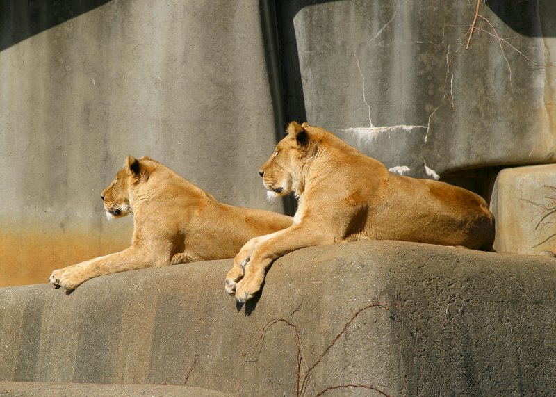A Regal Pair