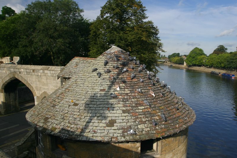 Pigeon Roost