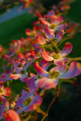 Dogwood Blossoms