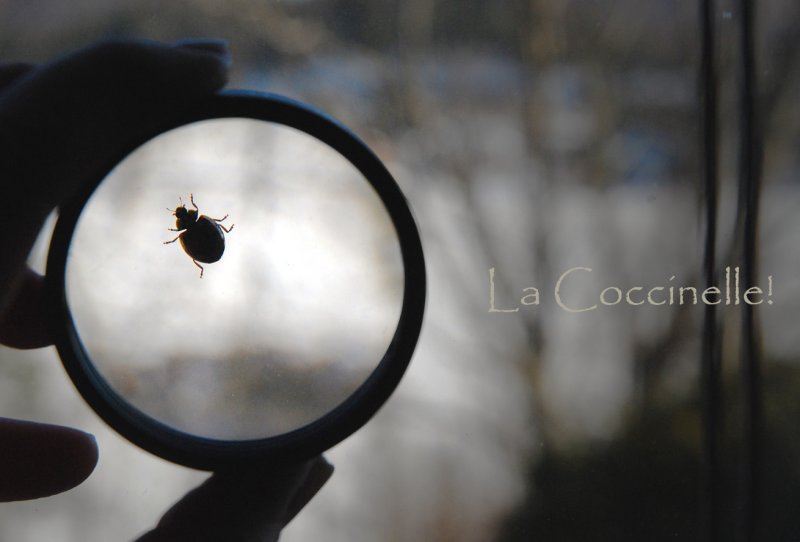 Jadore les Coccinelles
