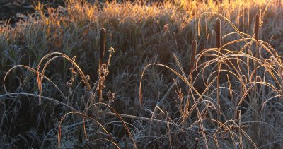 ...et matin de givre