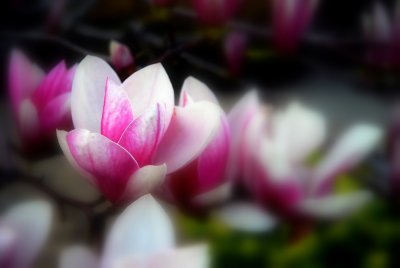 La majestueuse du printemps