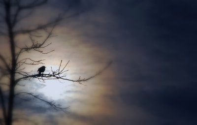 Halo...