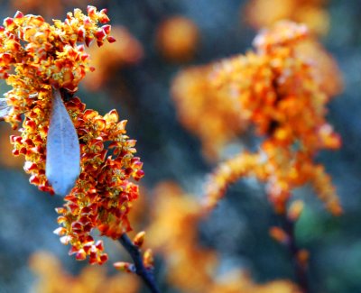 Le feu du printemps...