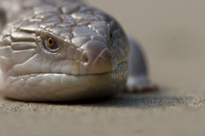 Blue-tongued skink_3868.jpg