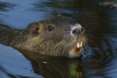 Nutria_3212.jpg