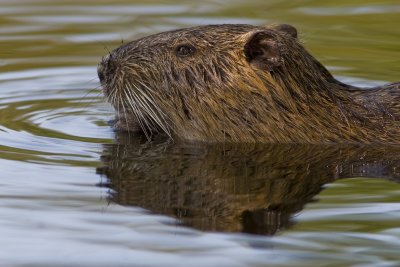 Nutria_3221.jpg