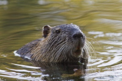 Nutria_3247.jpg