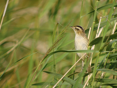 Waterrietzanger / Aquatic Warbler