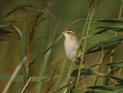 Waterrietzanger / Aquatic Warbler