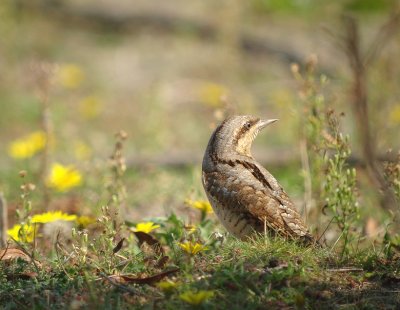 Draaihals / Eurasian Wryneck
