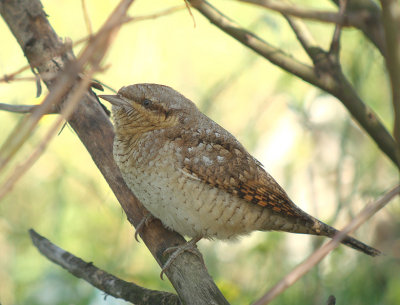 Draaihals / Eurasian Wryneck