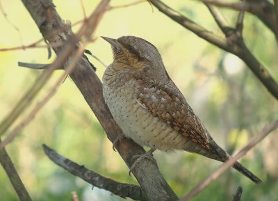 Draaihals / Eurasian Wryneck