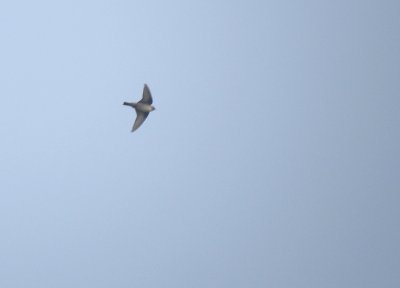 Rotszwaluw / Eurasian Crag Martin