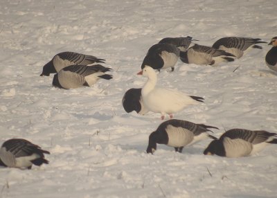 Rossī gans / Ross's Goose