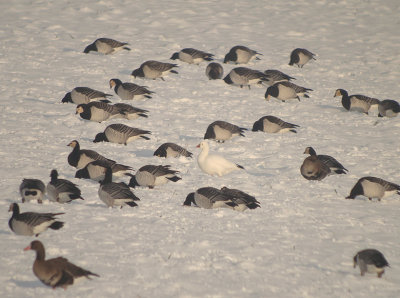 Rossī gans / Ross's Goose
