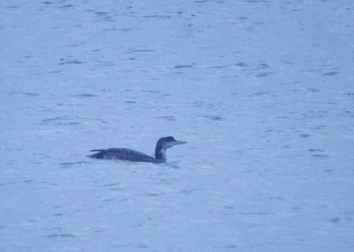 IJsduiker / Great Northern Diver