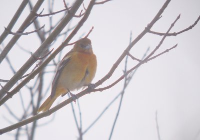 Baltimoretroepiaal / Baltimore Oriole