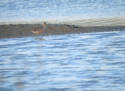 Grote grijze snip / Long-billed Dowitcher