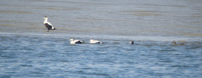 Brilzee-eend / Surf Scoter