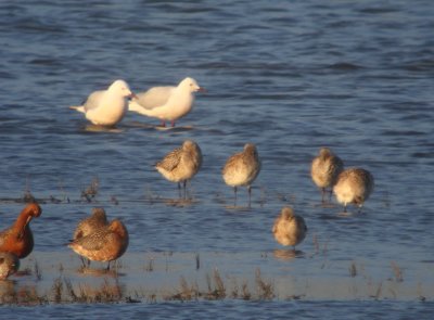 Dunbekmeeuw / Slender-billed Gull