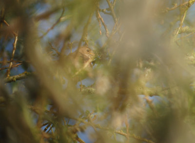 Noordse Nachtegaal / Thrush Nightingale