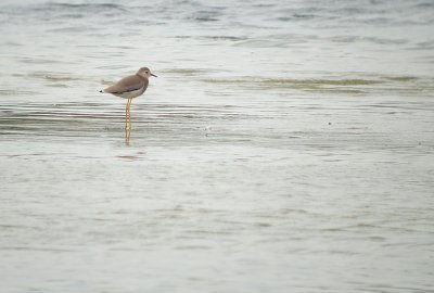 Witstaartkievit / White-tailed Lapwing