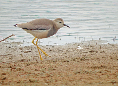 Witstaartkievit / White-tailed Lapwing