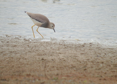 Witstaartkievit / White-tailed Lapwing
