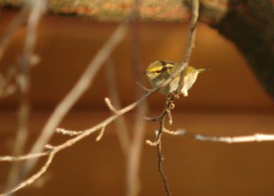 Pallas boszanger / Pallas' Leaf Warbler