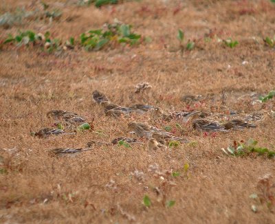 Frater / Twite