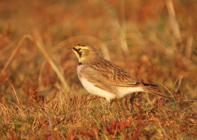 Strandleeuwerik / Shore Lark