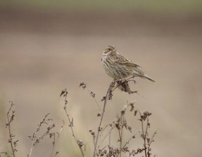 Grauwe gors / Corn Bunting