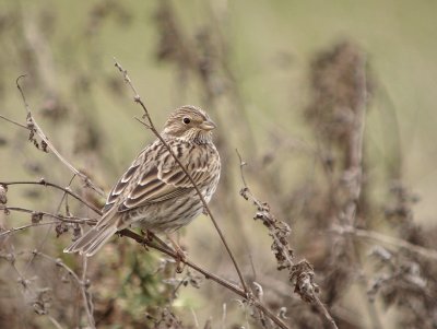 Grauwe gors / Corn Bunting