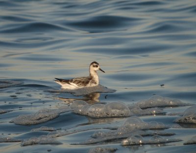 Rosse franjepoot / Grey Phalarope