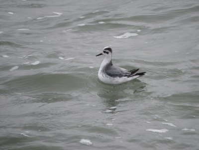 Rosse franjepoot / Grey Phalarope