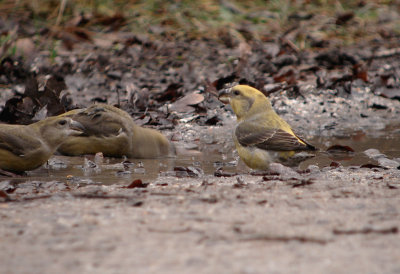 Grote kruisbek / Parrot Crossbill