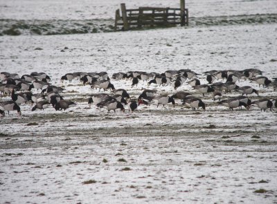 Roodhalsgans / Red-breasted Goose