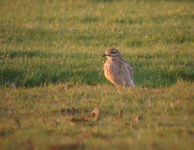Griel / Stone Curlew