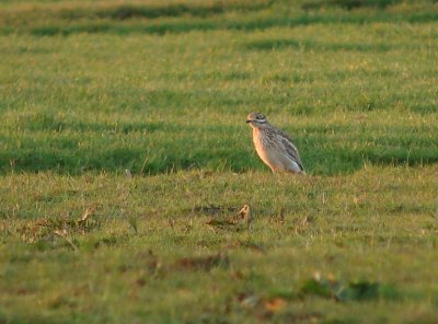 Griel / Stone Curlew