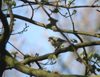 Pallas boszanger / Pallas' Leaf Warbler